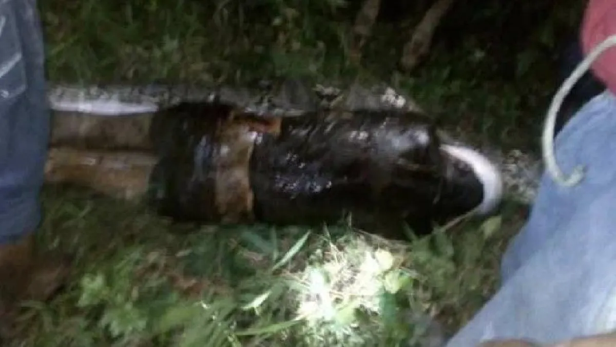 ชายอินโดนีเซียหายตัวปริศนา พบอยู่ในท้องงูเหลือม