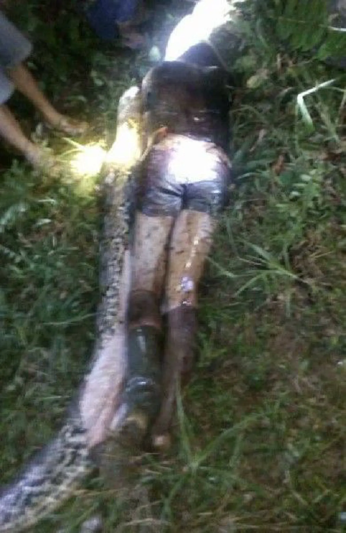 ชายอินโดนีเซียหายตัวปริศนา พบอยู่ในท้องงูเหลือม