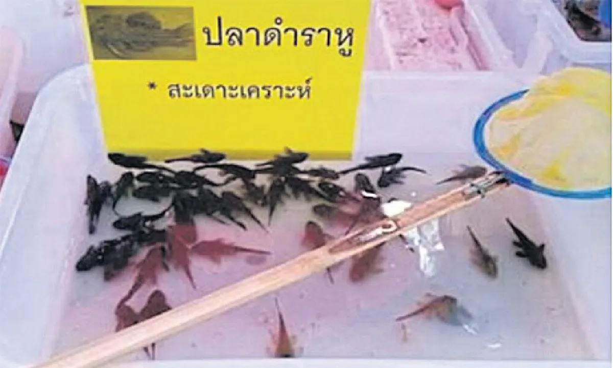 บุญหรือบาป ต่อชีวิตคน จบชีวิตสัตว์