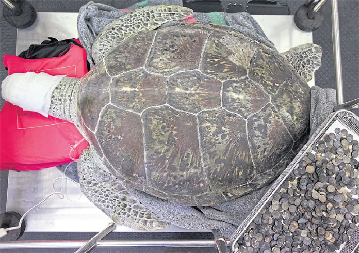 บุญหรือบาป ต่อชีวิตคน จบชีวิตสัตว์