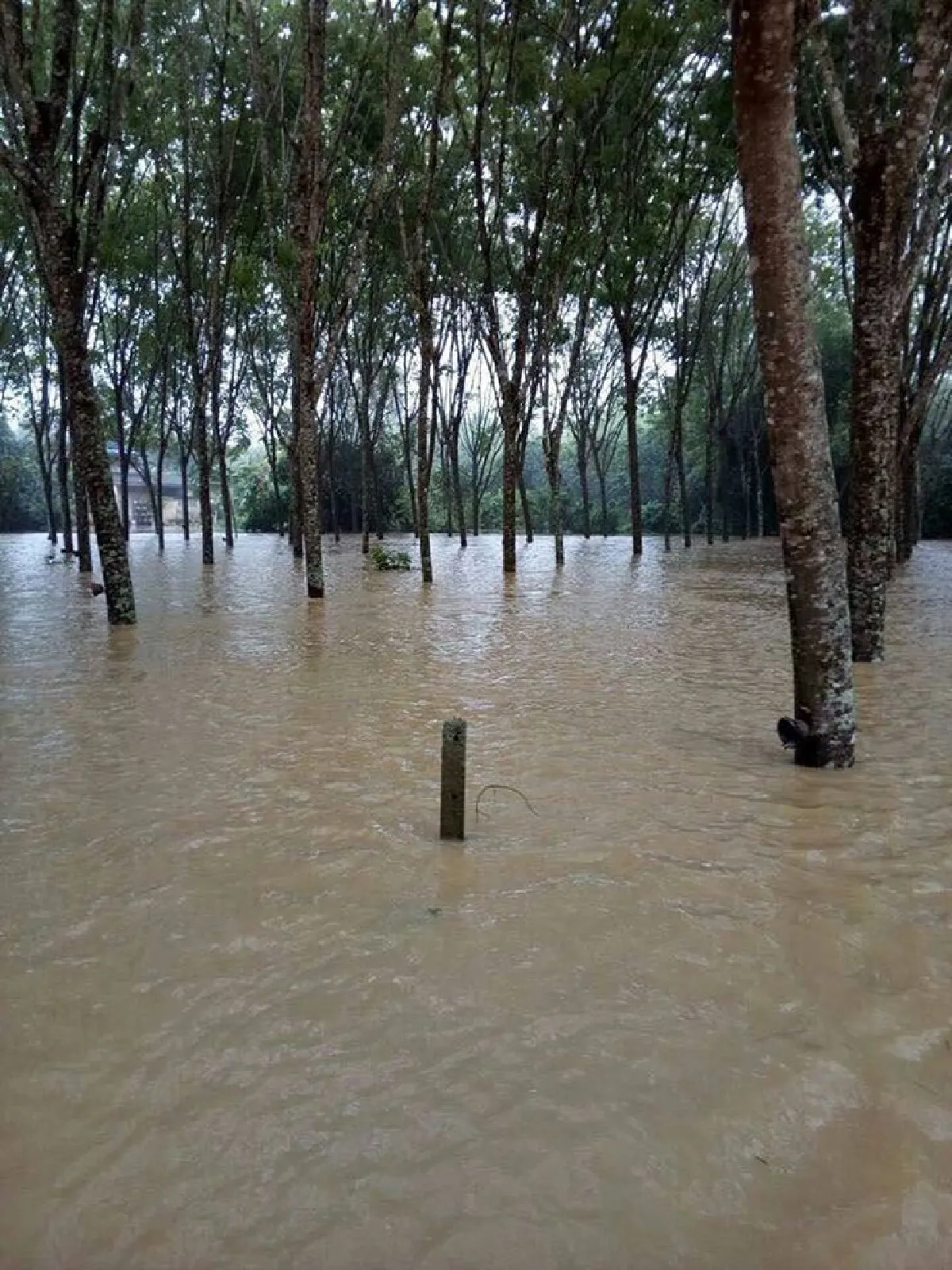 สงขลาเจอฝนตกหนักน้ำท่วม2หมู่บ้านอ.สะเดา