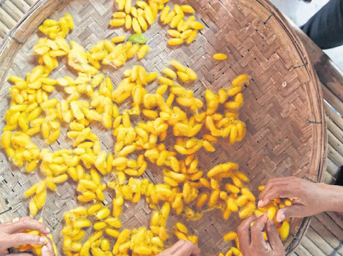 หม่อนไหม ผ้าไหม อีสานไหม?