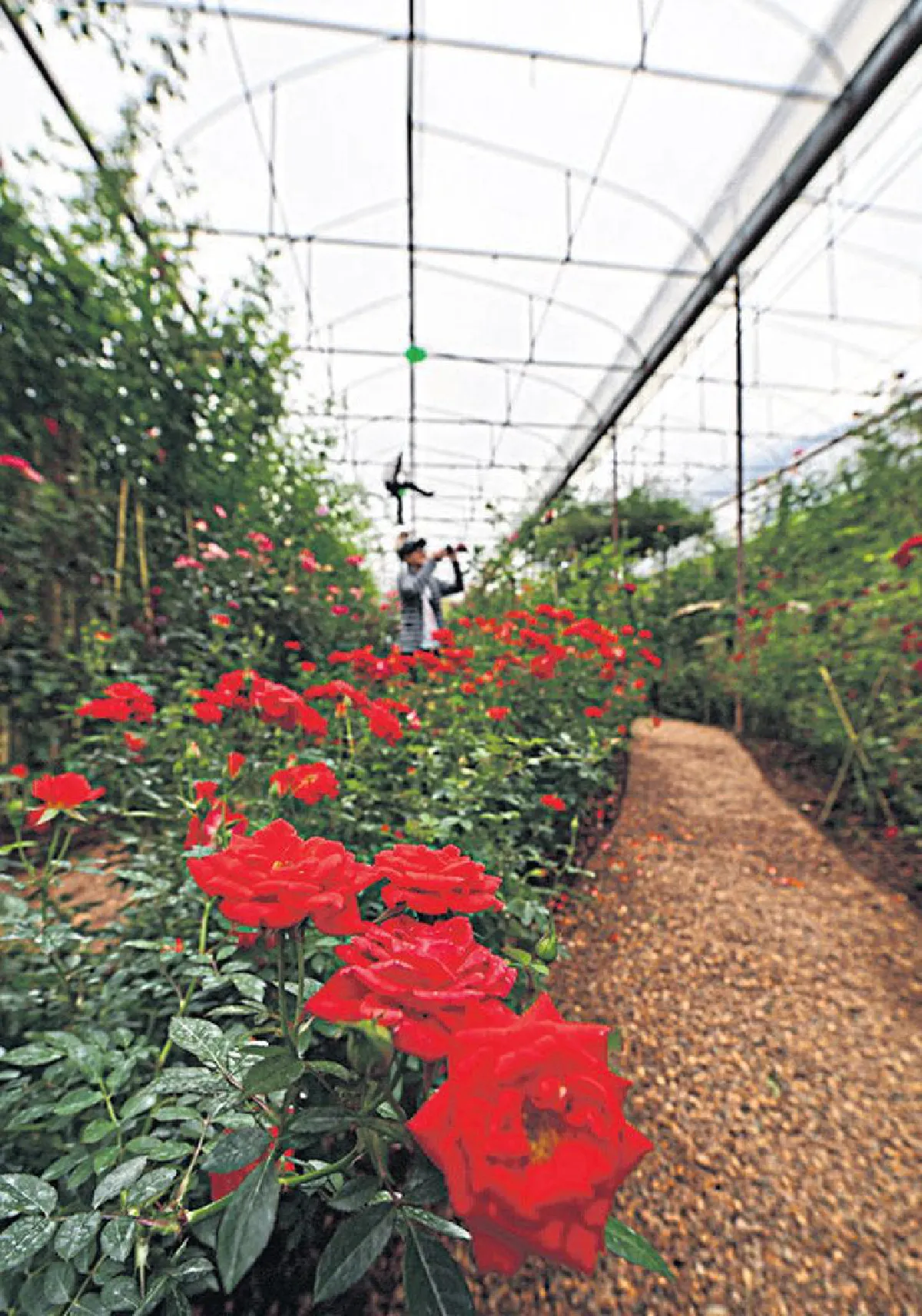 รื่นรมย์ตามรอยบุญ จิบชาชมกุหลาบ ไหว้พระวัดป่าดาราภิรมย์