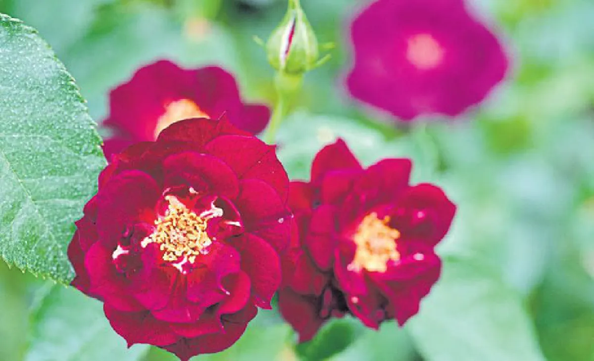 รื่นรมย์ตามรอยบุญ จิบชาชมกุหลาบ ไหว้พระวัดป่าดาราภิรมย์