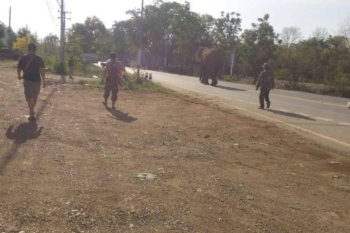 เจ้าหน้าที่แตกตื่นช้างป่าบุกจุดบริการประชาชน