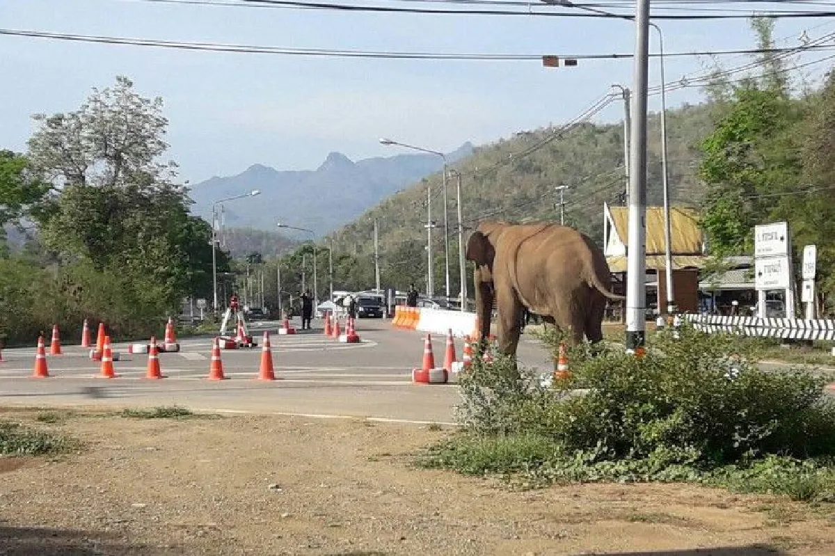 เจ้าหน้าที่แตกตื่นช้างป่าบุกจุดบริการประชาชน
