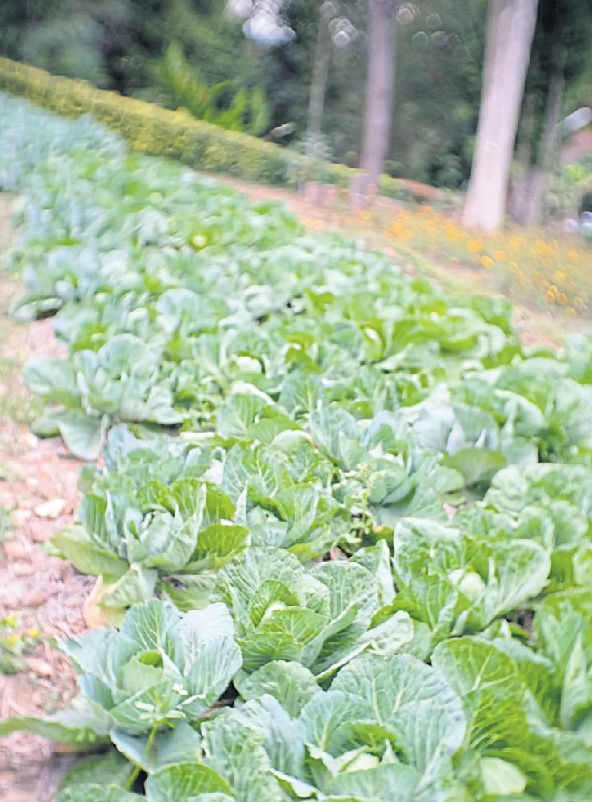 ชีวิตสโลว์ไลฟ์ ในรีสอร์ทสีเขียว