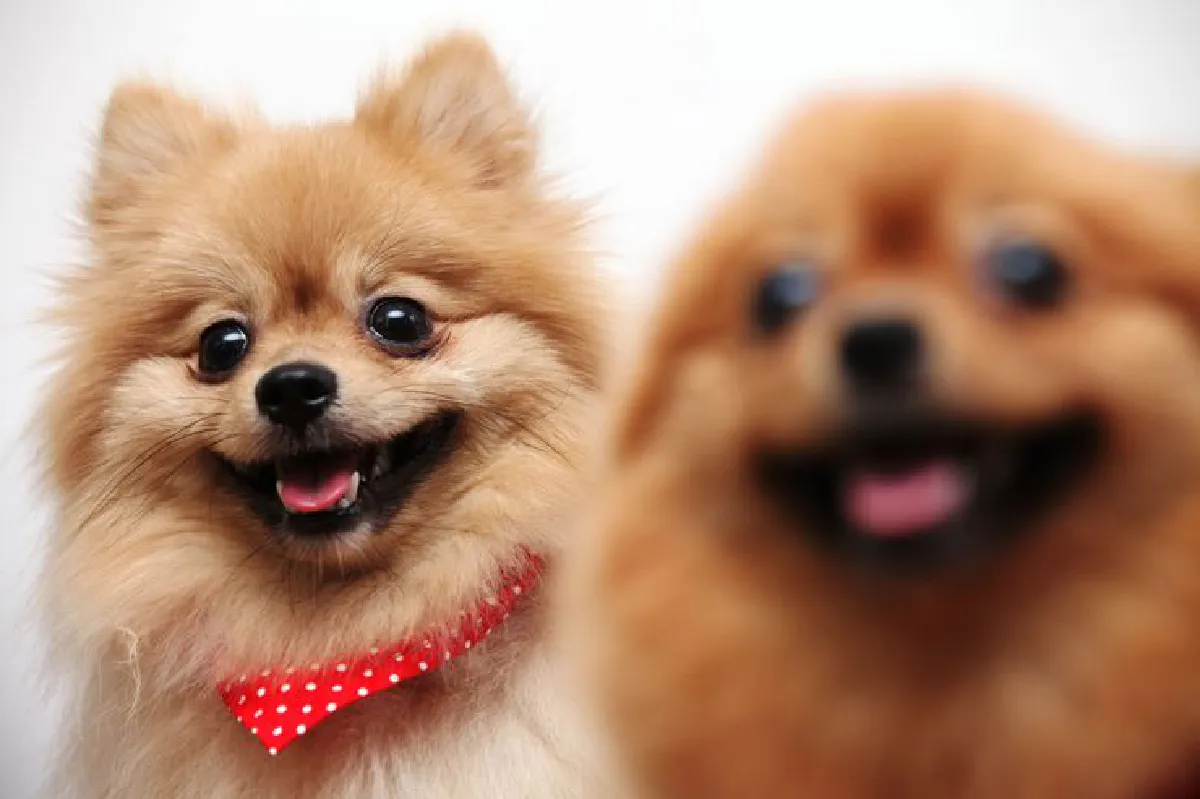 สเปซสำหรับน้องหมา โดนใจ ‘ด็อก เลิฟเวอร์’