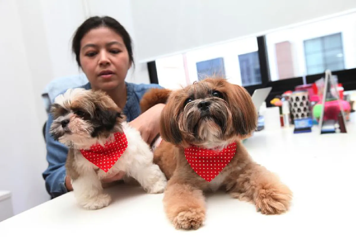 สเปซสำหรับน้องหมา โดนใจ ‘ด็อก เลิฟเวอร์’