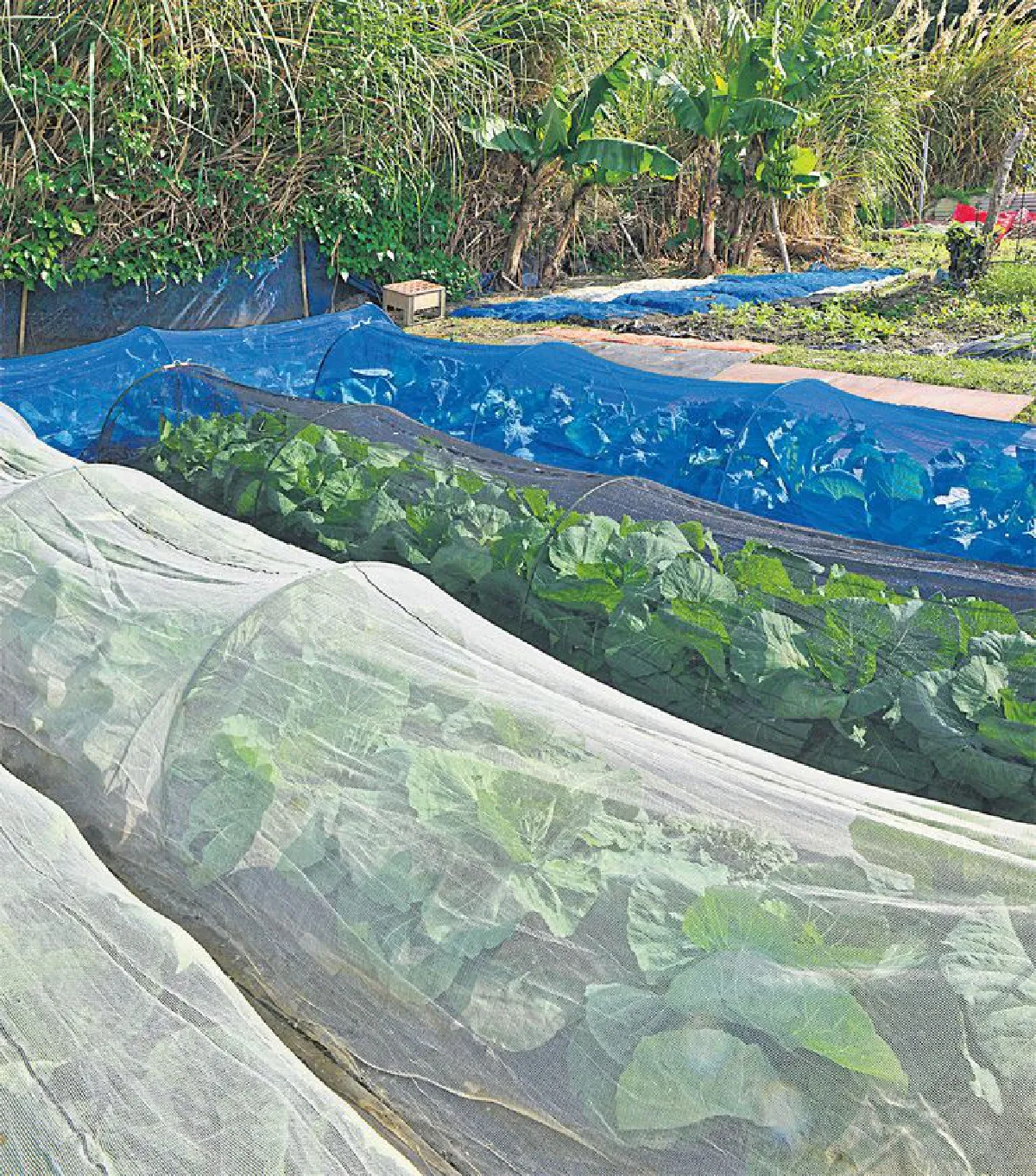 อยู่อย่างอายุยืนยาว แบบชาวโอกินาวา