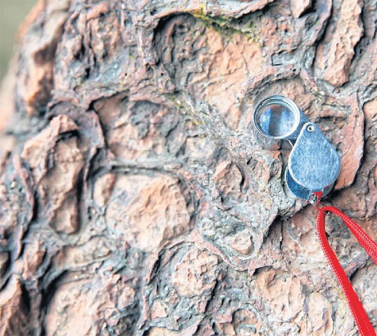 ผ่าพิภพ ‘สตูล’