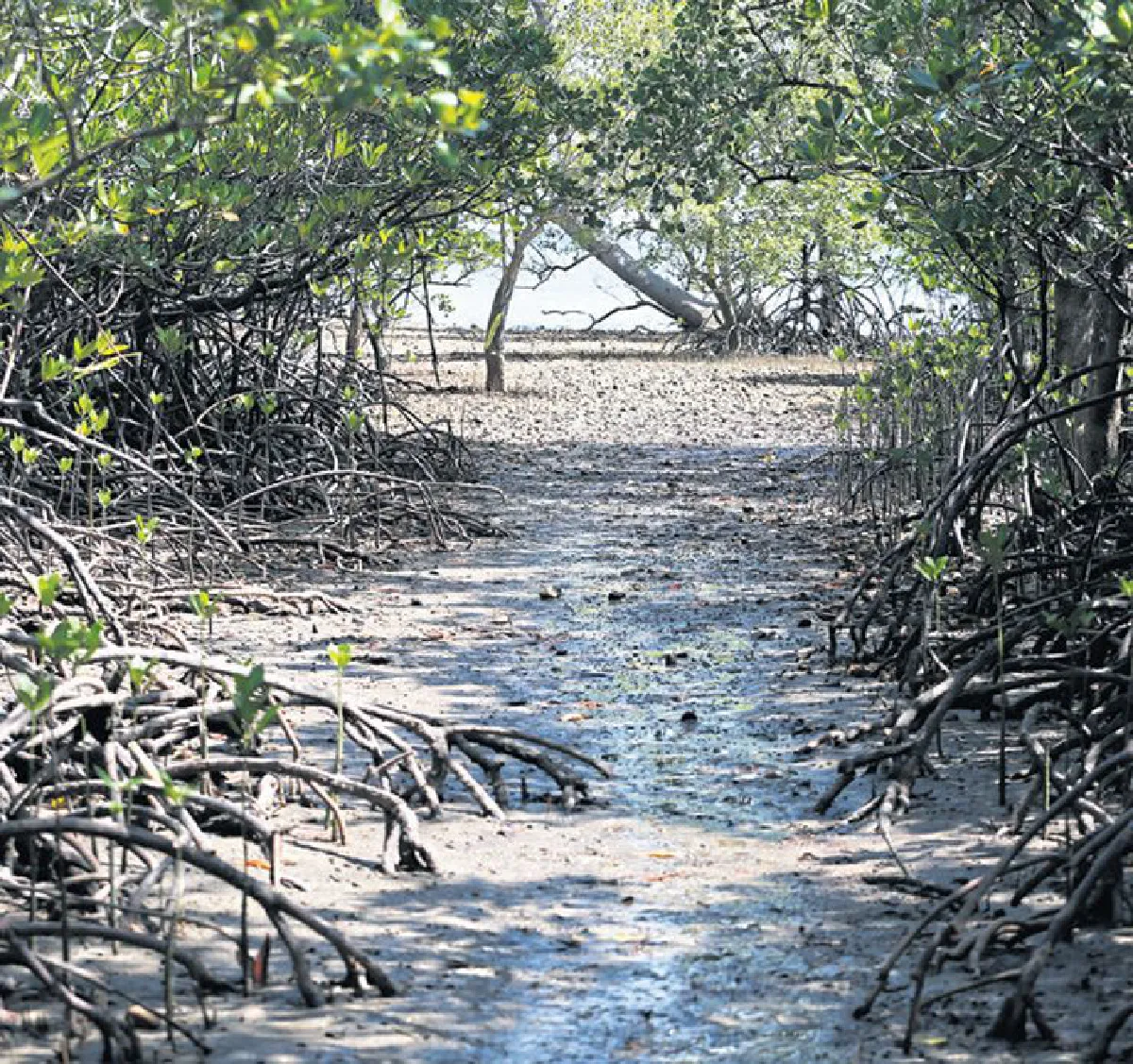 ผ่าพิภพ ‘สตูล’