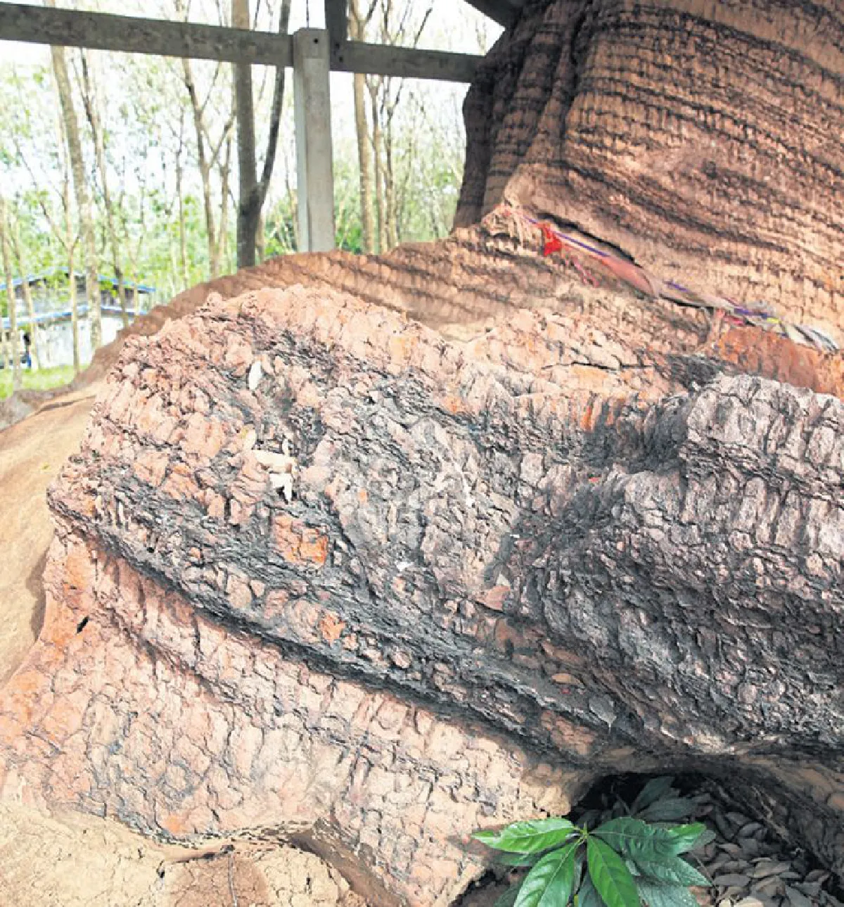 ผ่าพิภพ ‘สตูล’