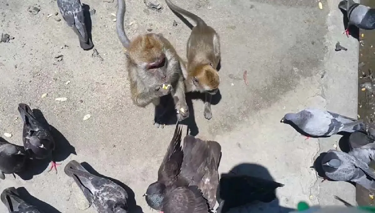 เตือนเลี่ยงสัมผัสนกพิราบเสี่ยงโรคไข้สมองอักเสบ