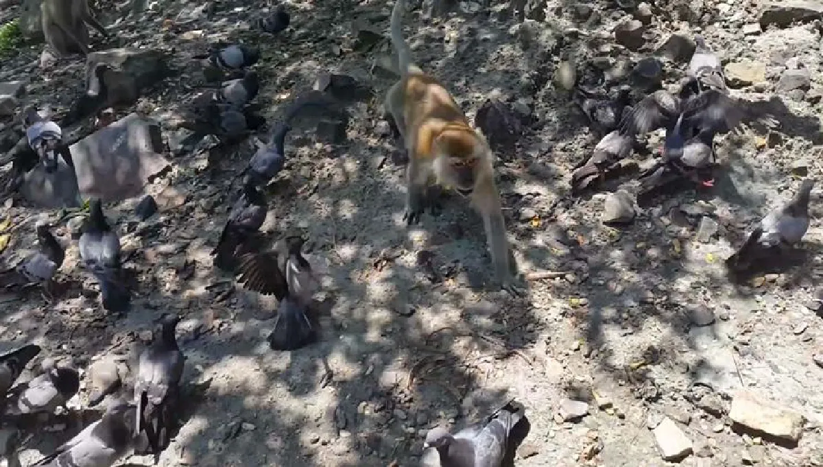 เตือนเลี่ยงสัมผัสนกพิราบเสี่ยงโรคไข้สมองอักเสบ