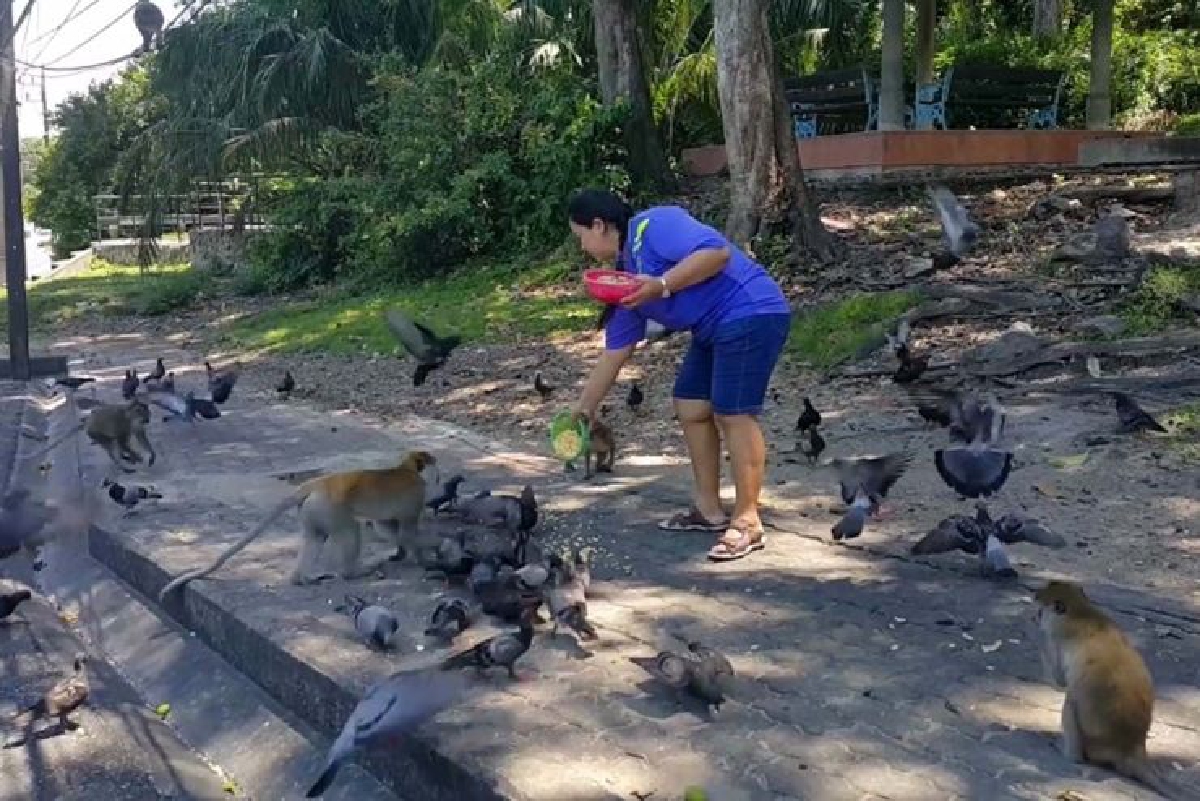เตือนเลี่ยงสัมผัสนกพิราบเสี่ยงโรคไข้สมองอักเสบ เตือนเลี่ยงสัมผัสนกพิราบเสี่ยงโรคไข้สมองอักเสบ