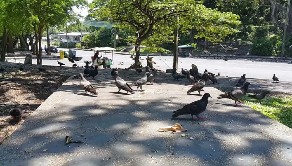 เตือนเลี่ยงสัมผัสนกพิราบเสี่ยงโรคไข้สมองอักเสบ