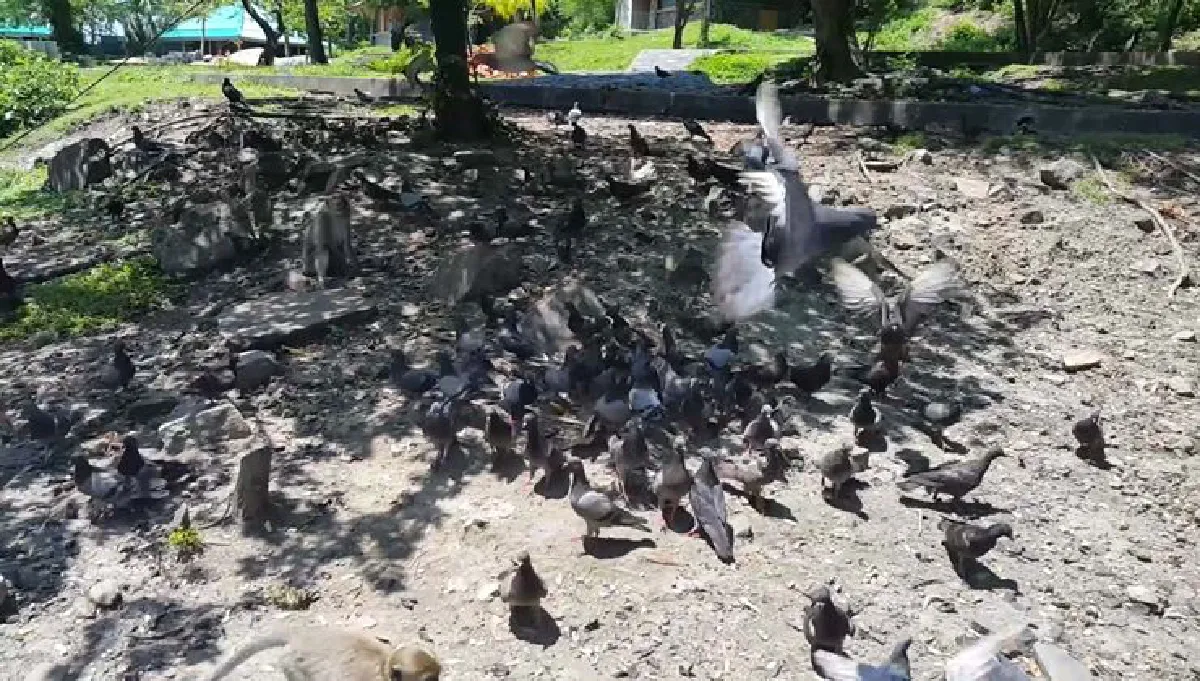 เตือนเลี่ยงสัมผัสนกพิราบเสี่ยงโรคไข้สมองอักเสบ