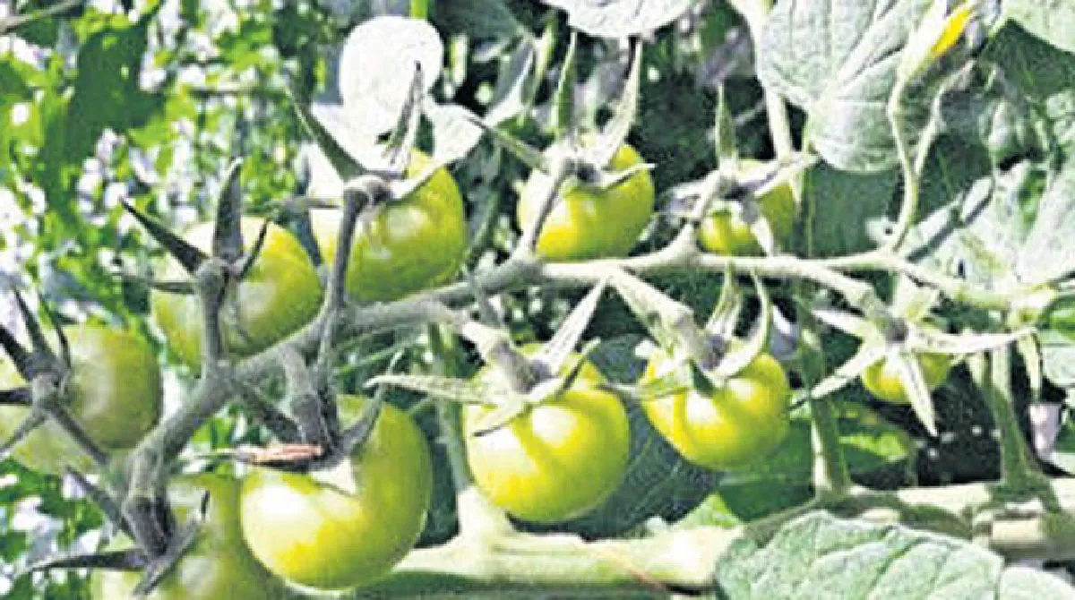 การเดินทางของต้นกล้าผัก 37 ปี พลิกชีวิตคน