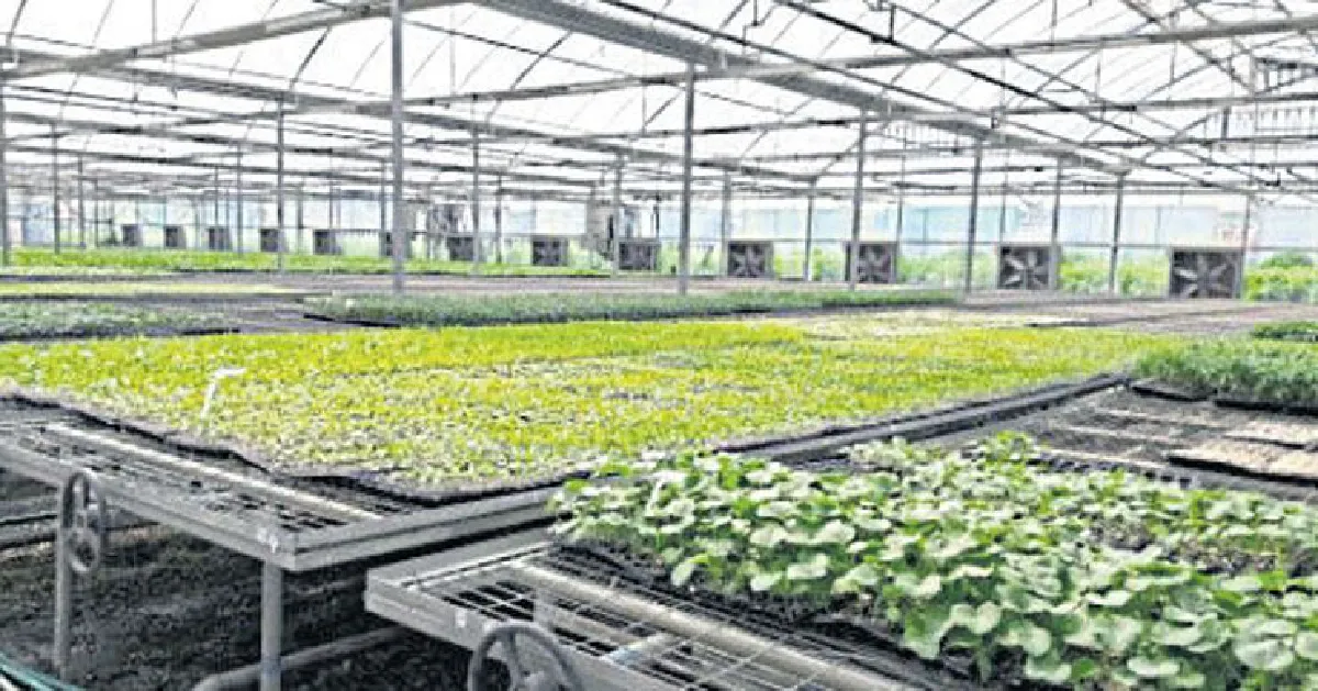 การเดินทางของต้นกล้าผัก 37 ปี พลิกชีวิตคน