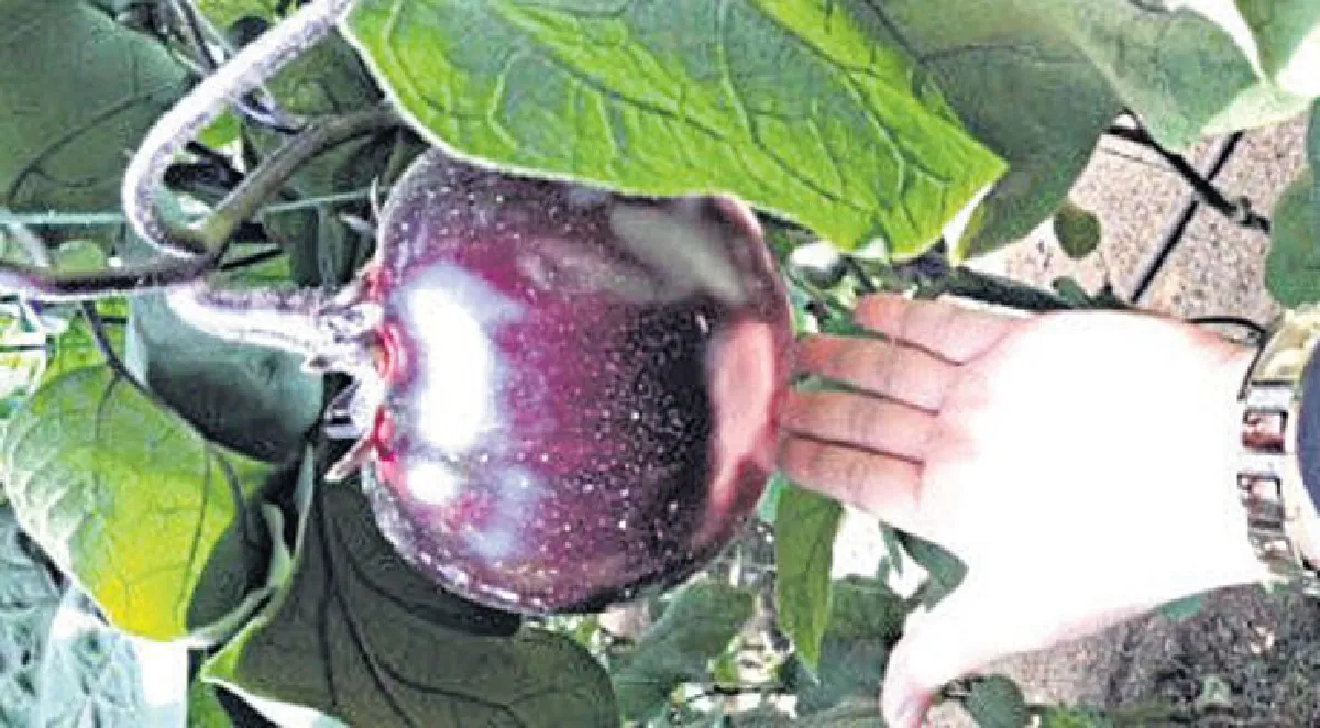 การเดินทางของต้นกล้าผัก 37 ปี พลิกชีวิตคน