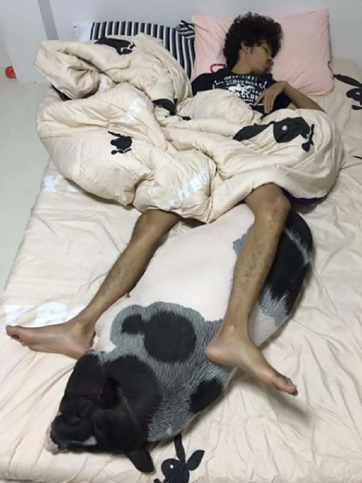 Warning: Cute baby pet pigs grow up to become big pigs