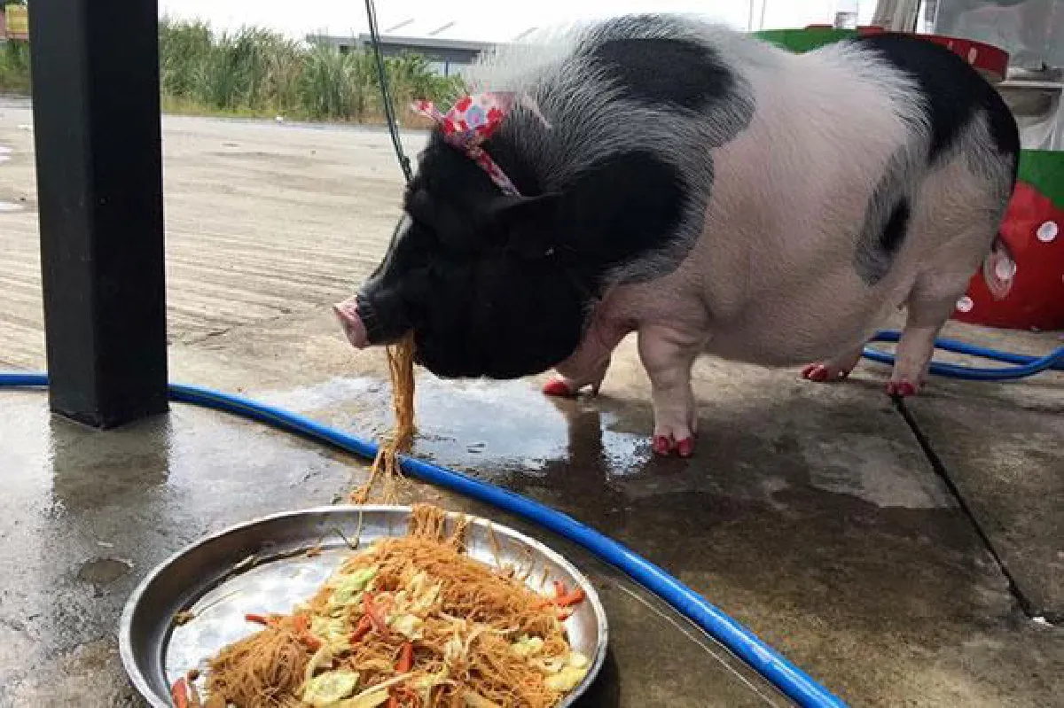 Warning: Cute baby pet pigs grow up to become big pigs
