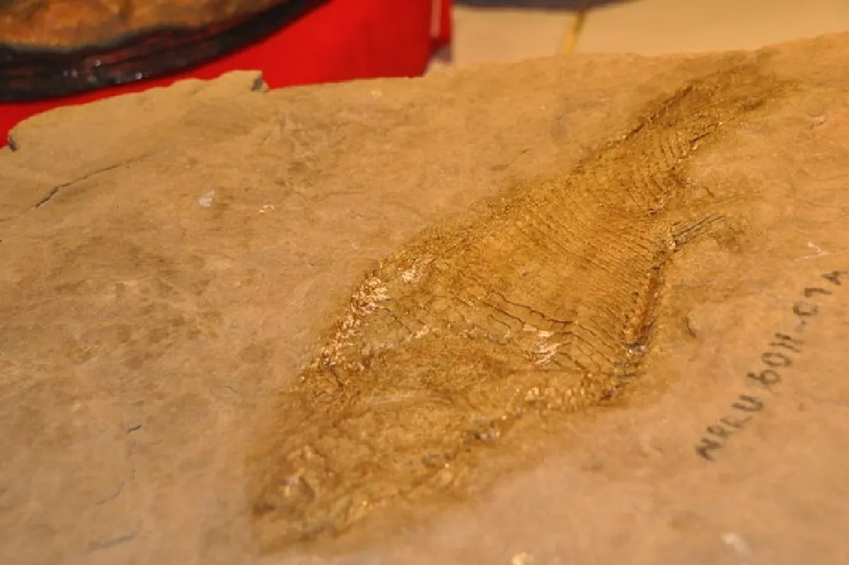 นักวิจัยไทยค้นพบฟอสซิลพันธุ์ใหม่ของโลก