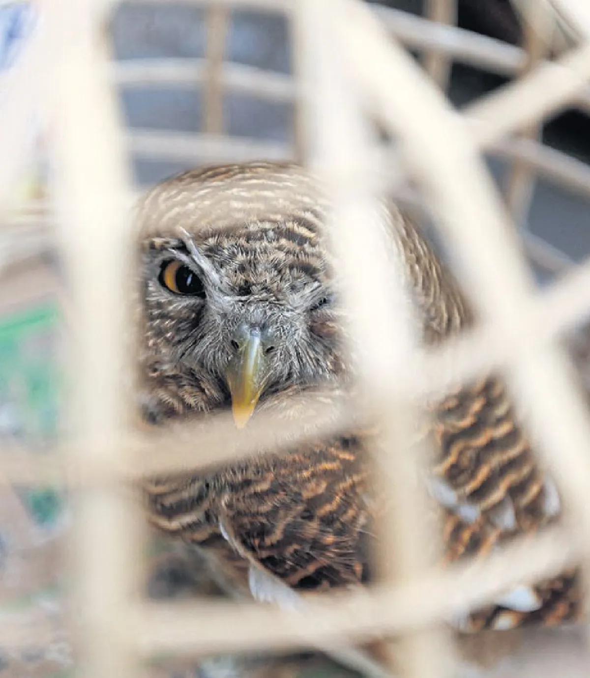 หลวงพระบาง ตรงกลางระหว่างความสุขและดิบ