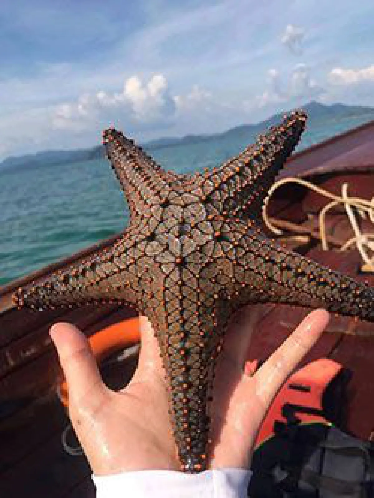 Starfish selfies: Facebook post, then apologies & fine