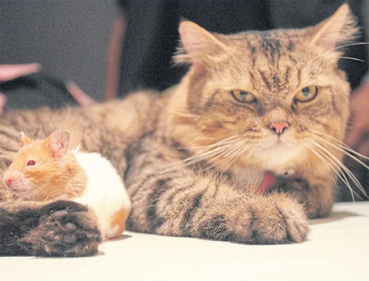 สัตว์เลี้ยง เสริมความรุ่งเรือง (จบ)