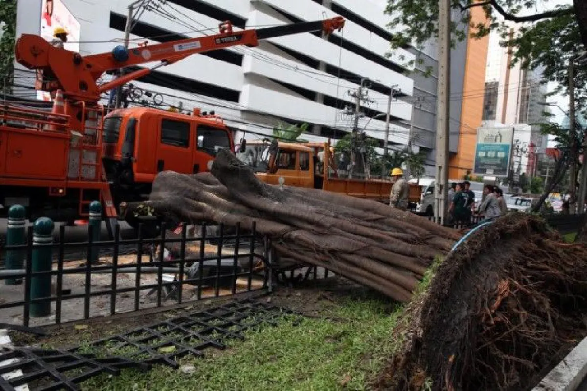 "อย่าให้คนตายฟรี"ถอดบทเรียนต้นไม้ล้มในเมืองกรุงฯ