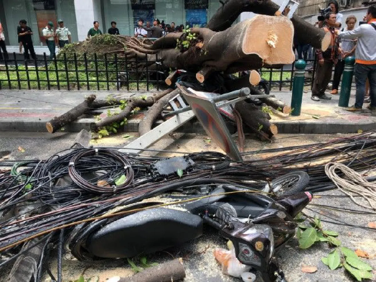 "อย่าให้คนตายฟรี"ถอดบทเรียนต้นไม้ล้มในเมืองกรุงฯ