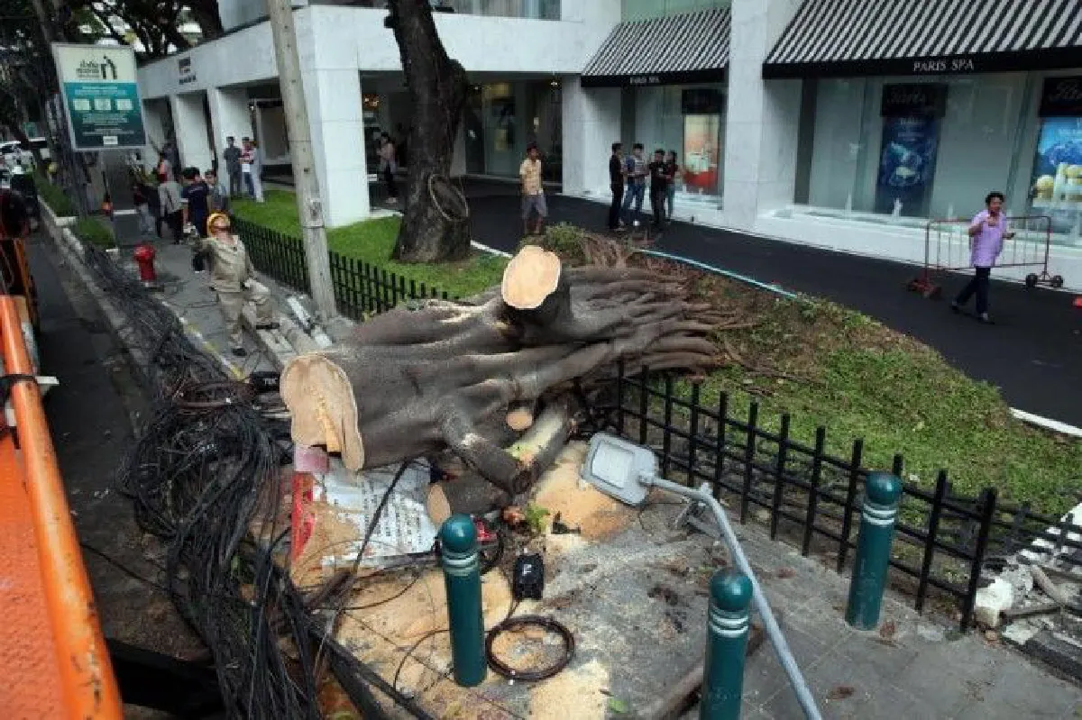 "อย่าให้คนตายฟรี"ถอดบทเรียนต้นไม้ล้มในเมืองกรุงฯ