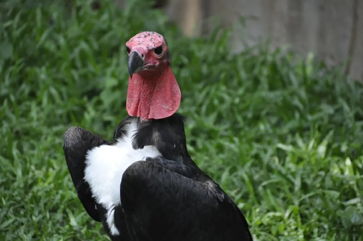 ชมสัตว์หายาก"พญาแร้ง"หนึ่งเดียวที่สวนสัตว์โคราช