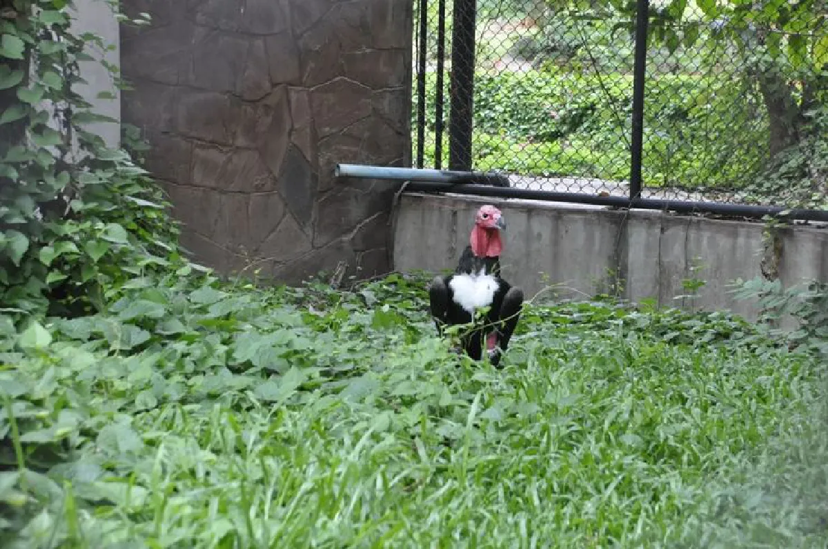 ชมสัตว์หายาก"พญาแร้ง"หนึ่งเดียวที่สวนสัตว์โคราช