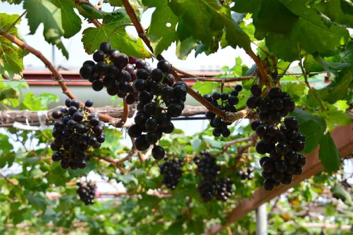 ภูกลองฮิลล์ ผลไม้ปลอดภัยเมืองพะเยา