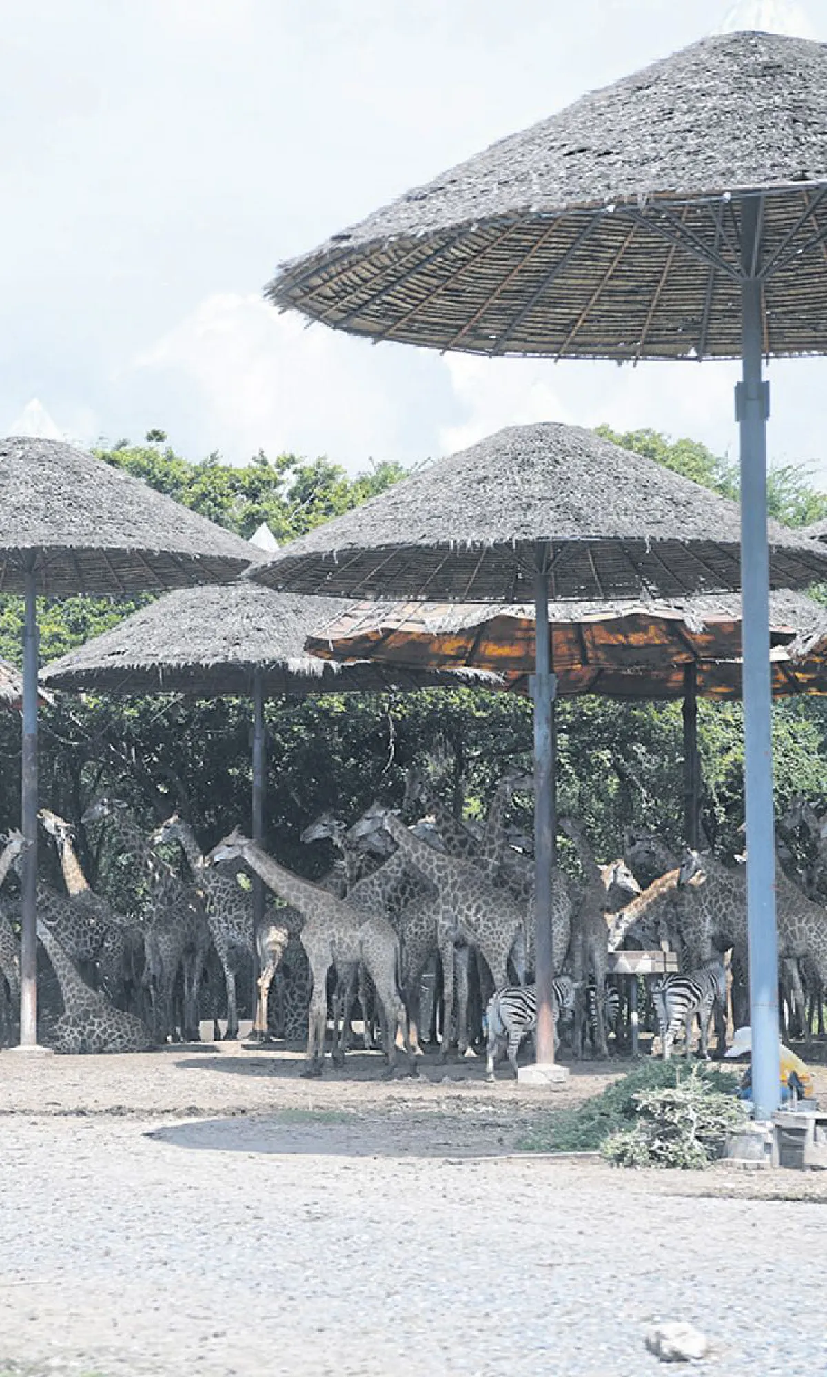 เปิดโลกสัตว์ต่างถิ่นที่ ซาฟารีเวิลด์