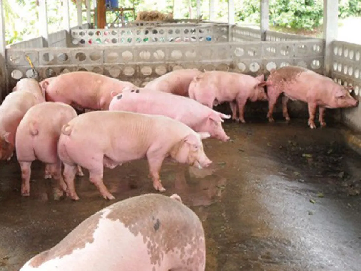 ลูกแม่ถ้วน (4)