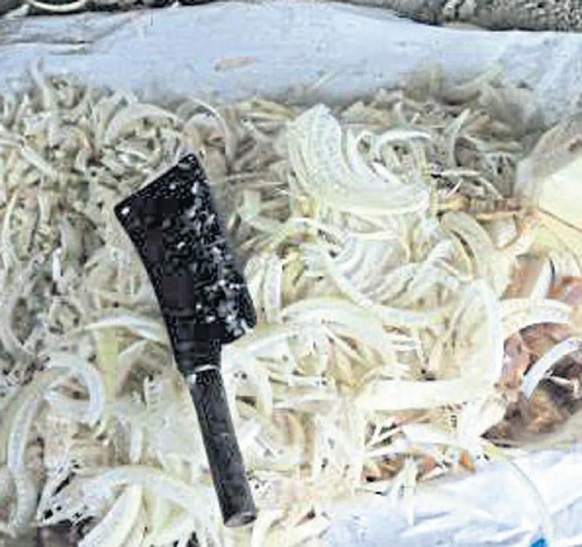 ลูกแม่ถ้วน (4)