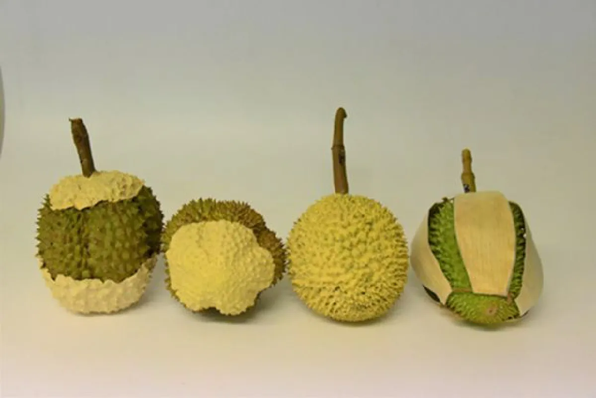 Thai researchers detail new process to keep durians fresh