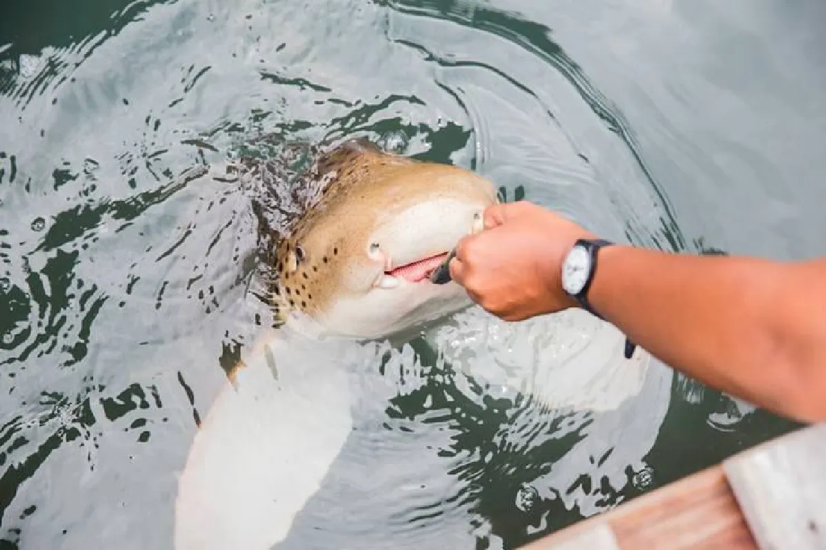 พังงาหน้าฝนยลเกาะยาวน้อย