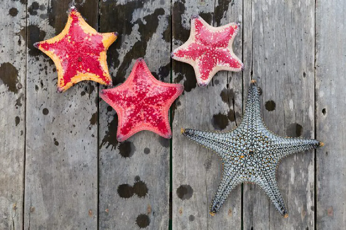 พังงาหน้าฝนยลเกาะยาวน้อย