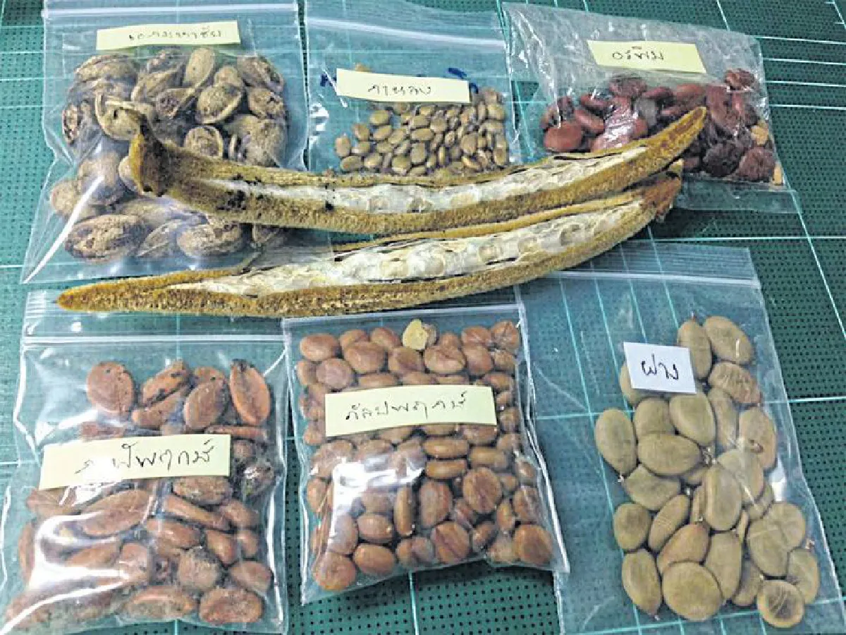 ‘ขุนดง’ ราษฎรนักปลูกป่า