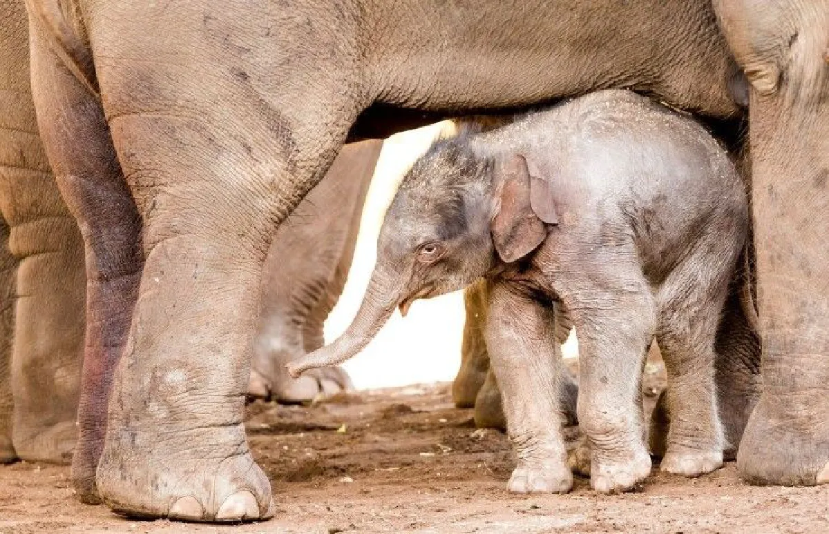 ชมความน่ารักลูกช้างไทยตัวใหม่ในออสซี่