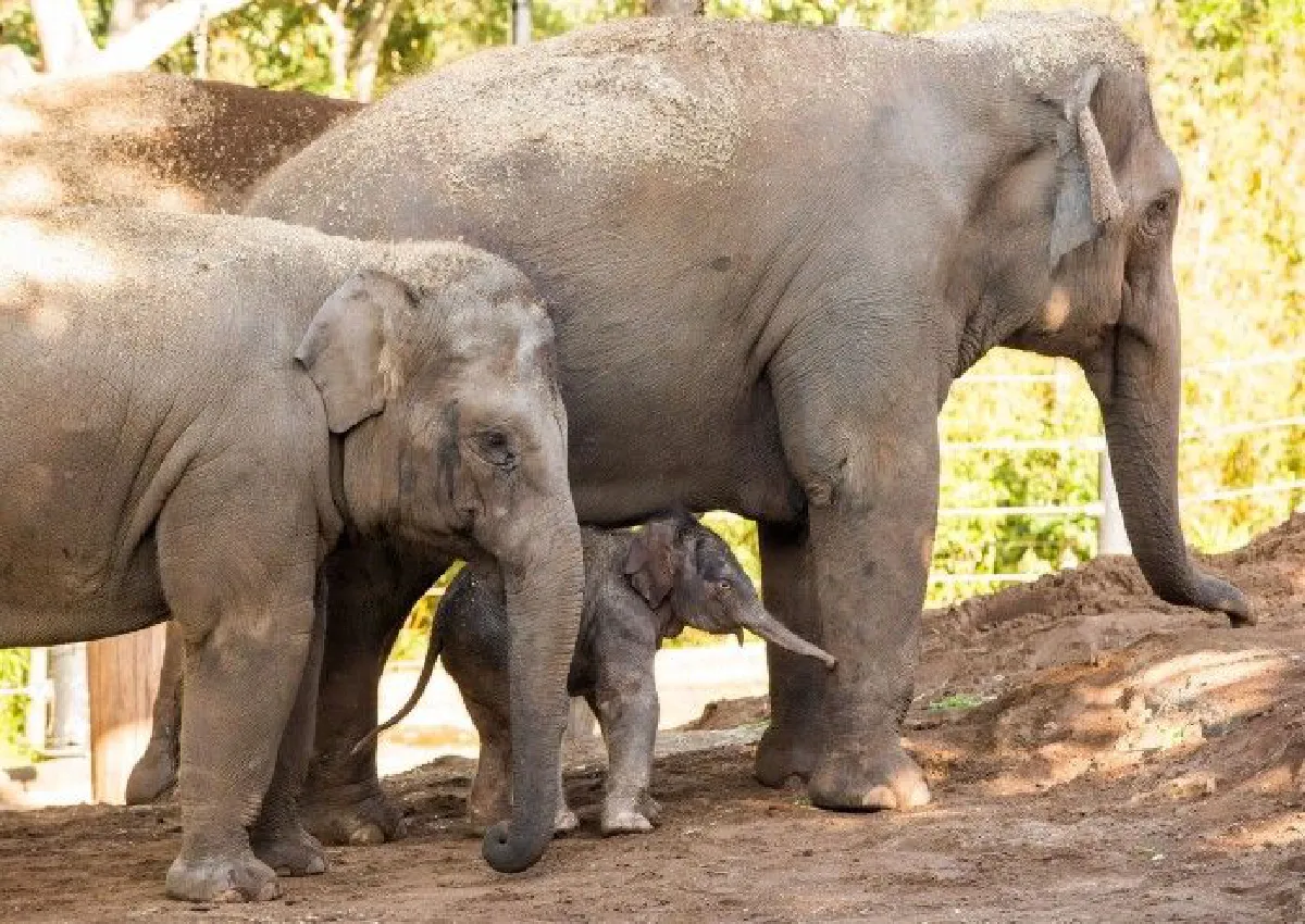 ชมความน่ารักลูกช้างไทยตัวใหม่ในออสซี่