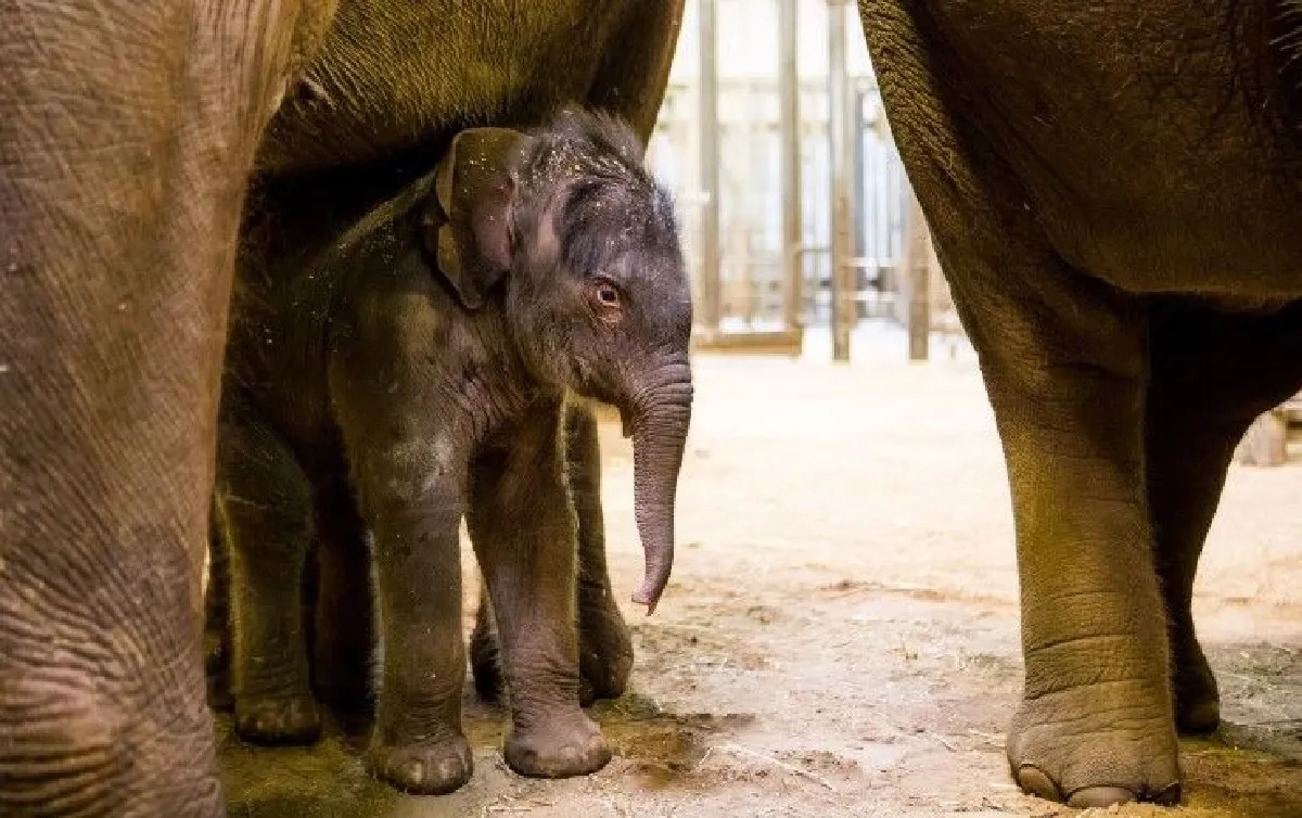 ชมความน่ารักลูกช้างไทยตัวใหม่ในออสซี่