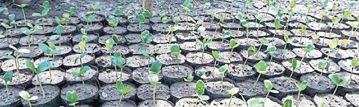 ‘ขุนดง’ ราษฎรนักปลูกป่า