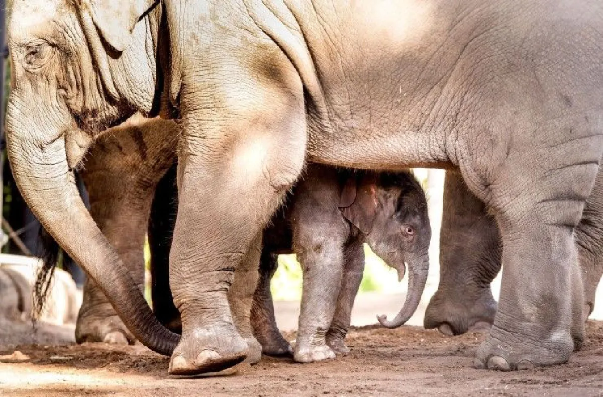 ชมความน่ารักลูกช้างไทยตัวใหม่ในออสซี่