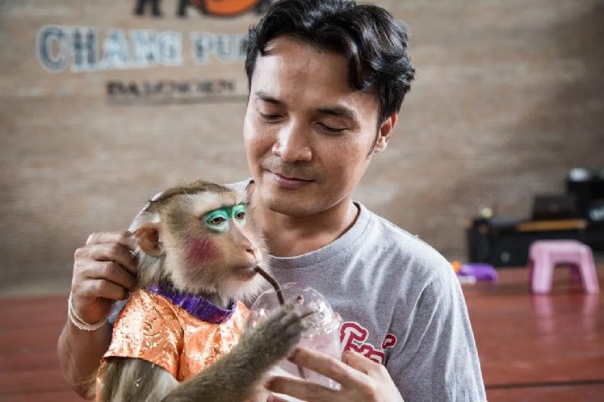 "ขอสืบทอดมรดกชิ้นนี้จนวันตาย" 42ปีละครลิง "ประกิตศิษย์พระกาฬ" ท่ามกลางความเปลี่ยนแปลง